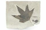Fossil Sycamore (Macginitiea) Leaf - Utah #280209-1